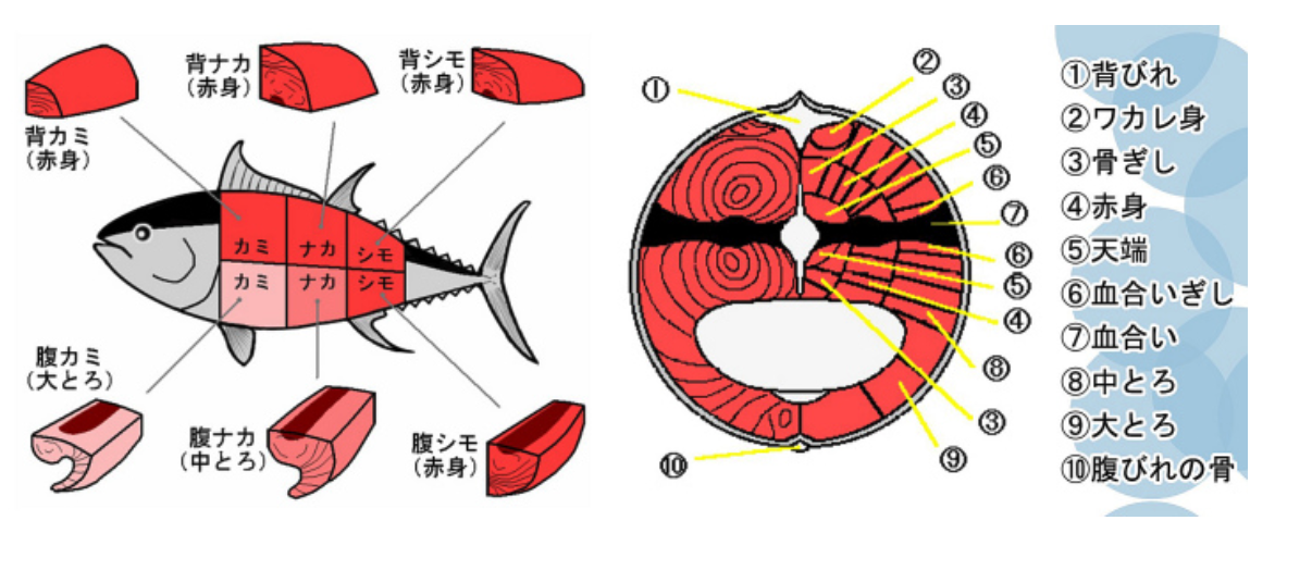 マグロ断面図-01.png