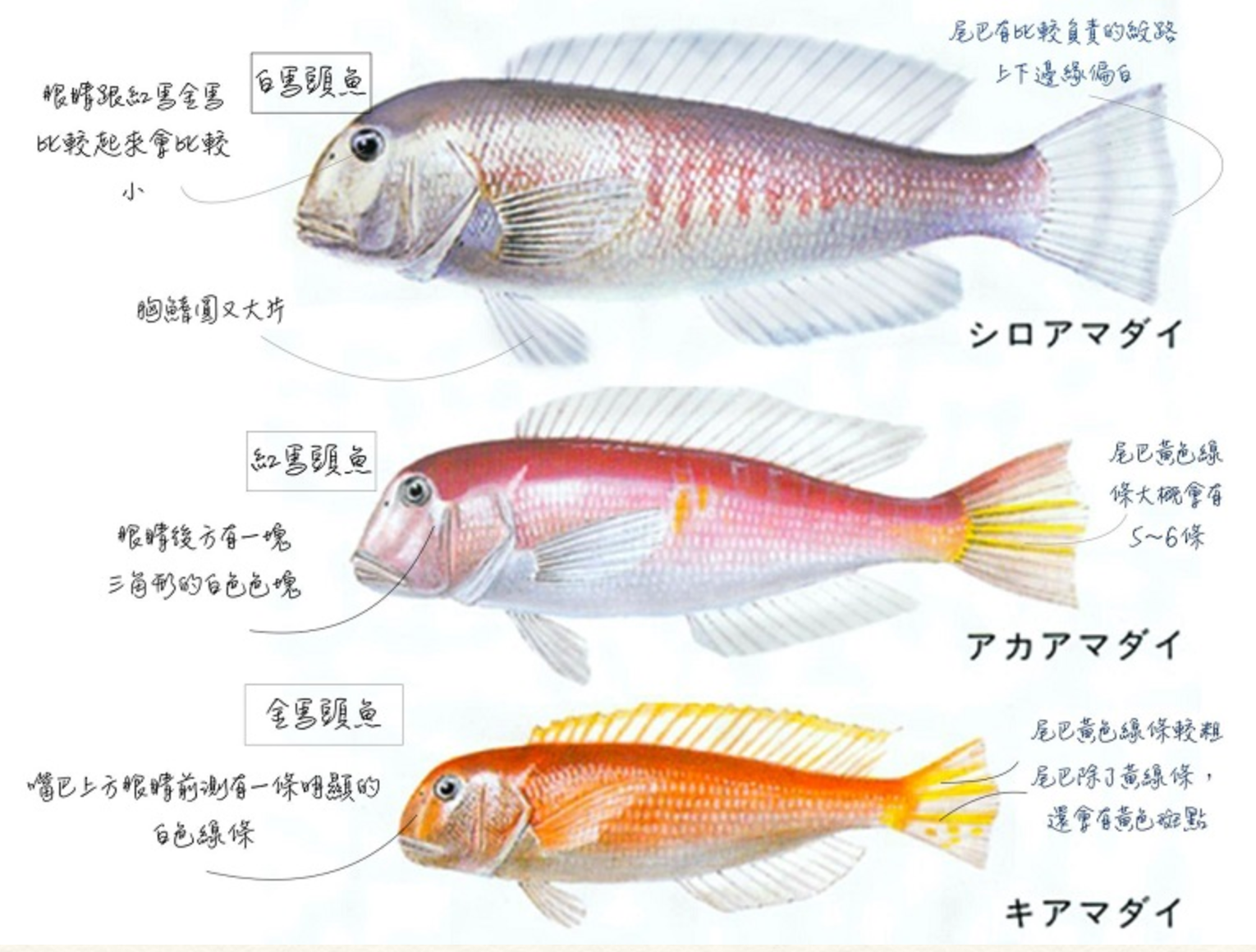 馬頭魚種類.png