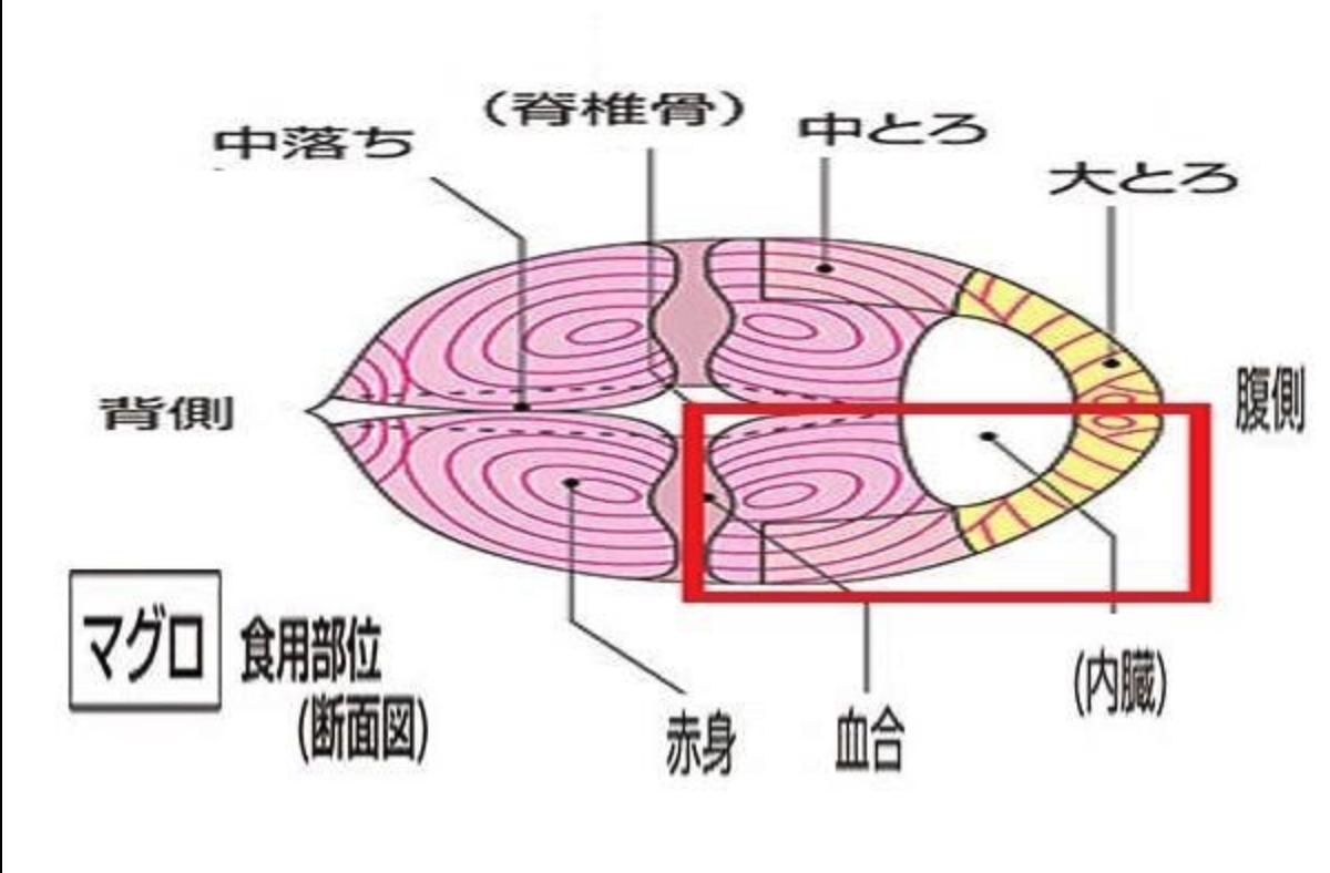 マグロ断面図.png