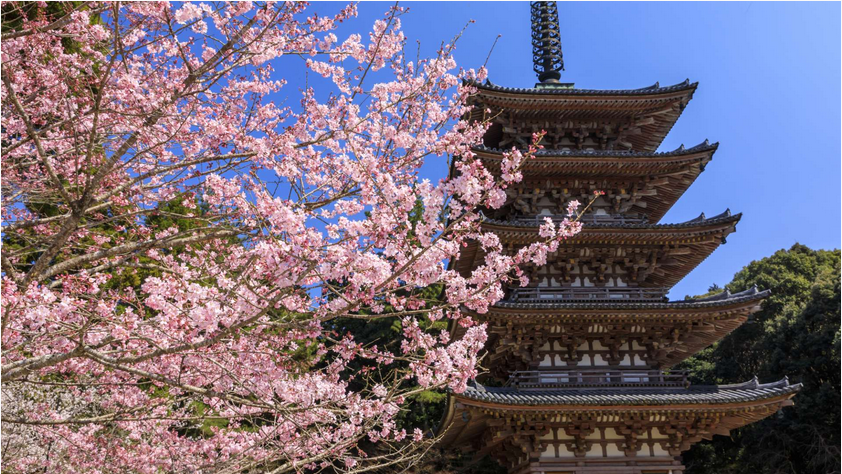 春の醍醐寺.png